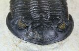 Hollardops Trilobite - With Orange Eyes #56536-1
